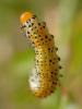 Arge ochropus